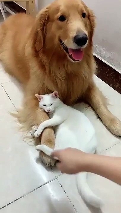 Cat, it becomes a dog owner and does not let anyone trick.