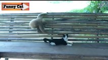 funny cat videos 2020//funny cat videos 2020 try not to laugh /funny cat and dog videos try not to laugh 2020 //funny cat videos 2021 clean