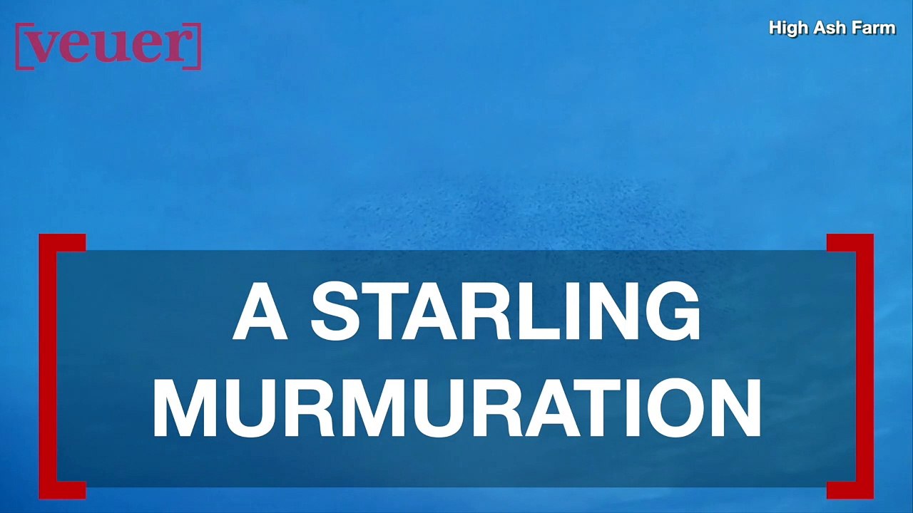 These Unbelievable Images Show Synchronized Starlings Over the Skies of the UK