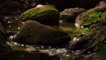 15 Minute Relaxing Anti-Depression Music | River | Flowing Water | Stress-Relief | Calming Down | Soothing | Healing | Self-love | Self-Esteem | Meditation