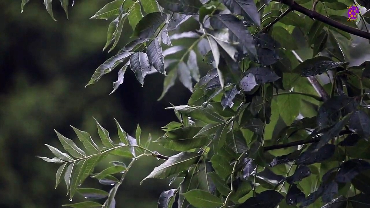 15 Minute Natural Healing Music | Rain | Leaves | Self-love | Stress-Relief | Beautiful | Positive Energy | Focus | Meditation | Calming | Relaxing | Stress-Relief