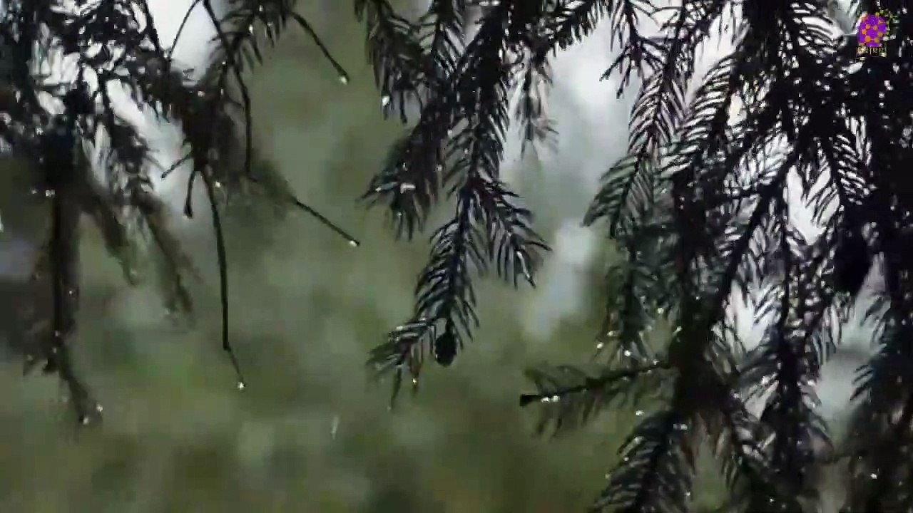 15 Minute Nice Relaxing Music for Anxiety Relief | Soothing | Joyful | Serene | Anti-Depression | Peaceful | Meditation | Healing  | Positive Energy | Rain  | Plants | Trees