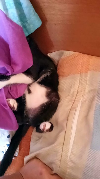 pusang galit after maligo