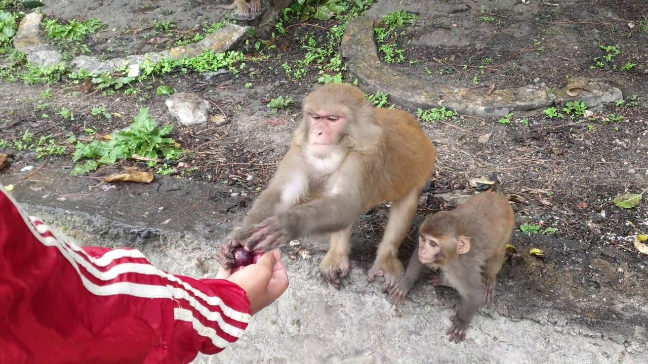 Feeding monkey video