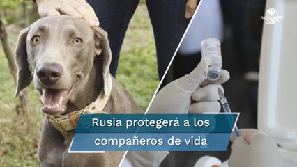 Rusia comienza a vacunar mascotas contra el Covid-19