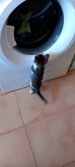Curious Kitten Discovers Washing Machine