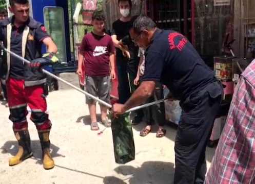 Bakkal dükkanında yılan paniği