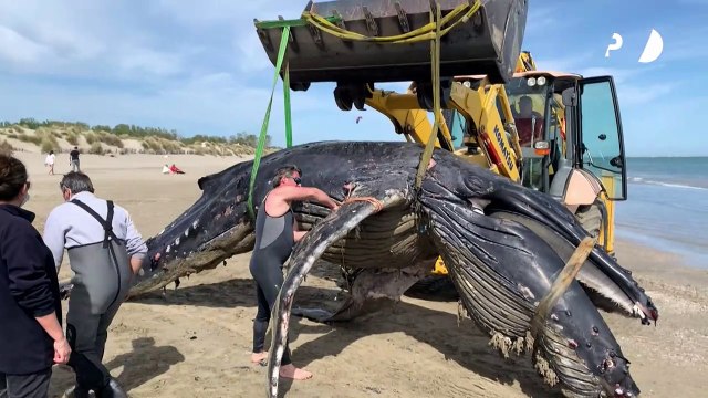Humpback whale found dead on beach in France