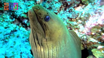 Todo lo que puedas saber de Roatán