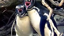 Eşini başka erkekle basan penguen