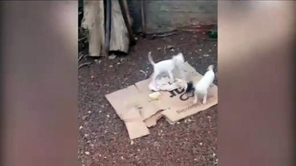 Cachorrinha está desaparecida na região próxima a Unioeste e donos pedem ajuda para encontrá-la