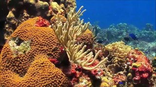 Fundo do mar  -  A Beleza do fundo do mar - The beauty of the seabed