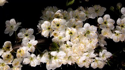 Relaxing Videos film flower so beautifull and nuterally fell sleep well