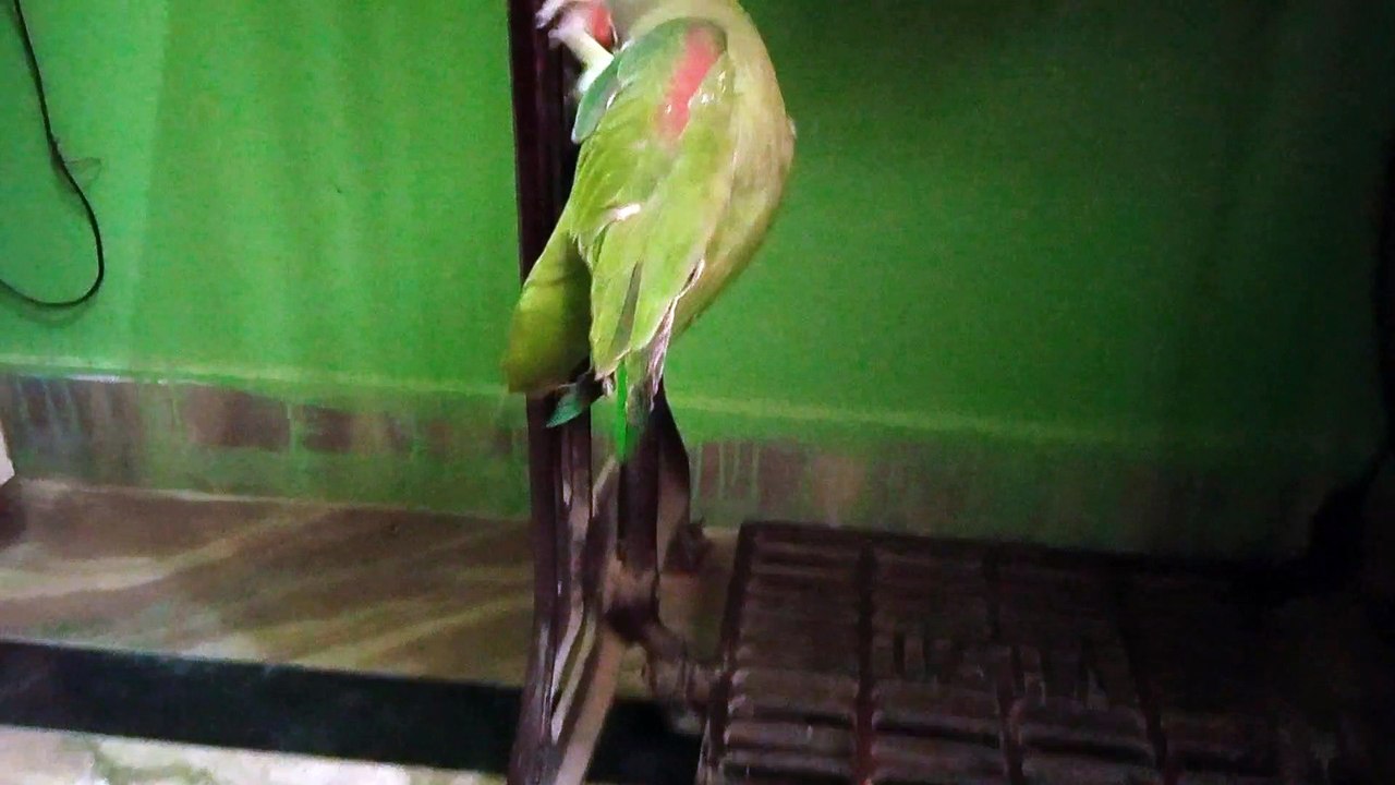 Super parrot chotu