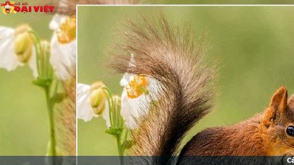 Mơ thấy sóc có tỉ lệ trúng cao nhất