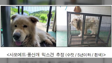 '남양주 개 물림 사고' 현장검증에 대질까지...견주는 어디에? / YTN