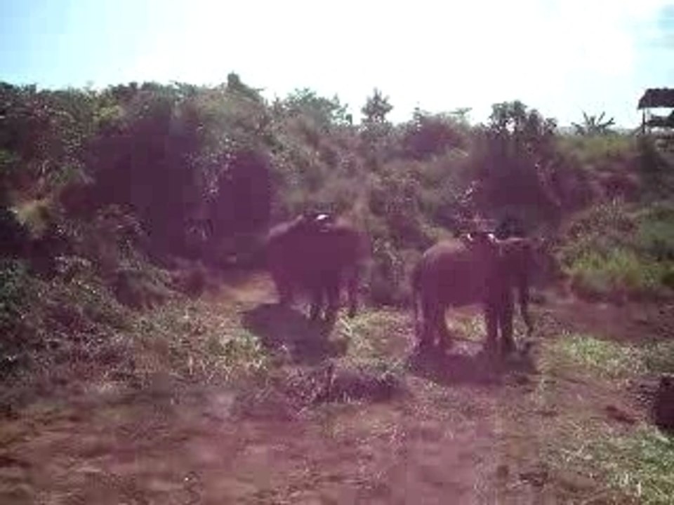 ELEPHANT PRET A L'ACTION !