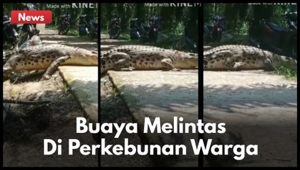 VIRAL !!! SEEKOR BUAYA DEWASA MELINTAS DI KEBUN  WARGA !!