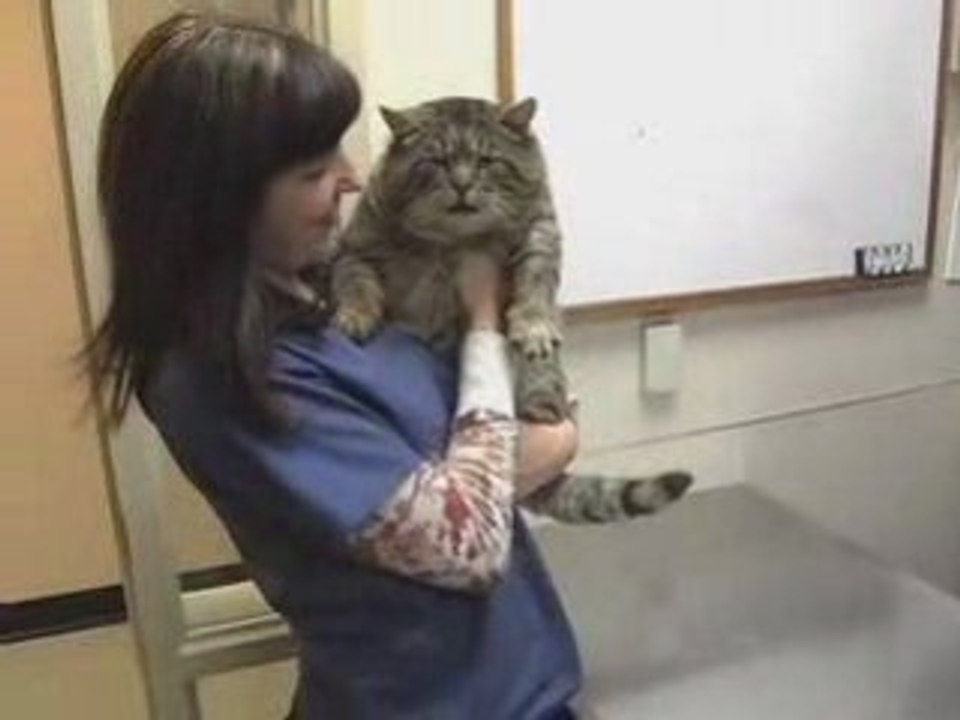 big Fat cat