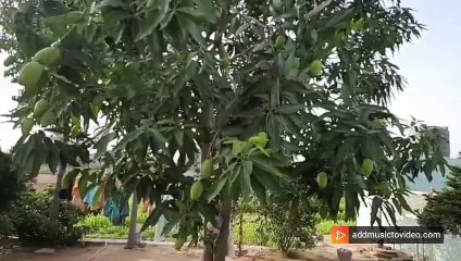Mango tree in slowmo | आम आदमी का आम  |