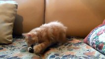 So Cute Cat & Funny Dogs Aww.     Dog & Cat Video Dog Cat Video