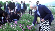 ISPARTA - Kılıçdaroğlu, gül hasadına katıldı