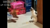 Angry Cats Vs Dogs Funny Cat  And Dog  Videos Compilation