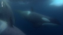 Les superspouvoirs des animaux - Les dauphins