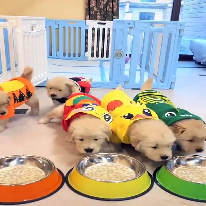 35.AWW Animals SOO Cute  Cute baby animals Videos Compilation cute moment of the animals #24