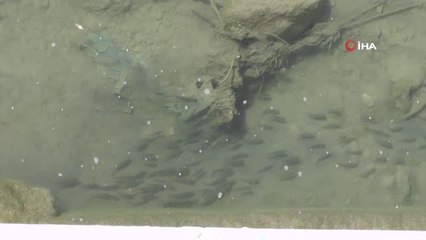 Kuruyan Oltu Çayı'ndaki canlılara nefes olabilmek için 12 ton su boşalttılar
