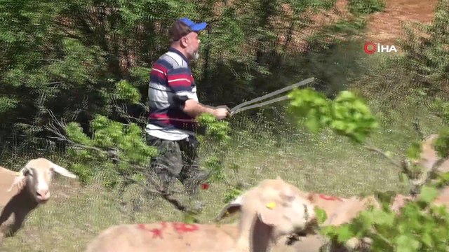 Akademik çoban: Derslerden arta kalan zamanlarda koyunlarını merada kendi otlatıyor