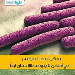 ما هي الأماكن التي يتكاثر فيها أكبر عدد من الجراثيم والميكروبات؟