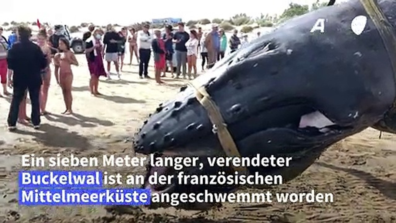 Buckelwal an französischer Mittelmeerküste verendet