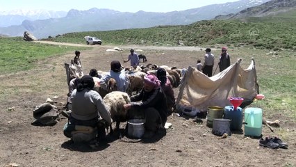 Muş ve Hakkari'nin huzurlu yaylaları göçerlerin vazgeçilmezi oldu (2)