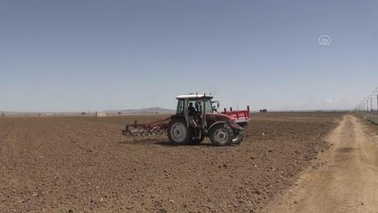 "Patates ambarı" Niğde'de çiftçiler kuru fasulyeye yöneldi