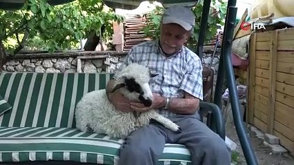 Annesinin reddettiği kuzuyu evinde besliyor