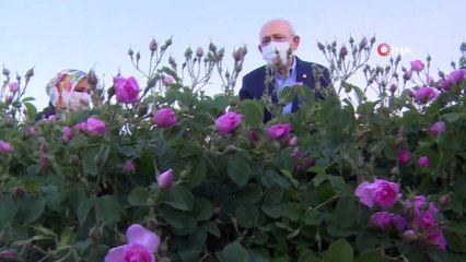 CHP Genel Başkanı Kılıçdaroğlu Isparta’da işçilerle gül topladı