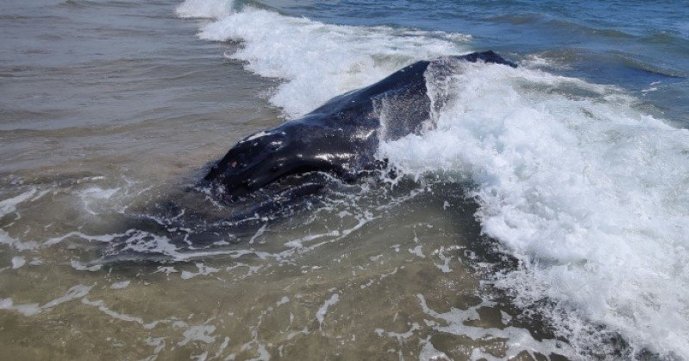 Méditerranée : une baleine à bosse s'est échouée près de La Grande-Motte