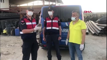 Jandarma yaralı halde bulduğu baykuşu tedavi ettirdi