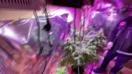 Odada kenevir yetiştirme sistemi kurmuşlar