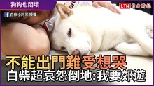 不能出門難受想哭！ 白柴防疫期間超哀怨躺地：我要郊遊
