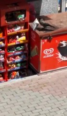 Video herunterladen: Son dakika haberi... Bakkaldan cips çalan karga kamerada