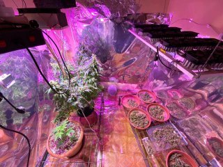 Odada kenevir yetiştirme sistemi kurmuşlar