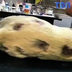 Son pauvre chien est recouvert de tiques !