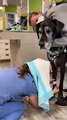 Clever Vet Protects Herself From Doggy Drool