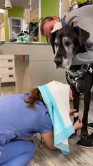 Clever Vet Protects Herself From Doggy Drool