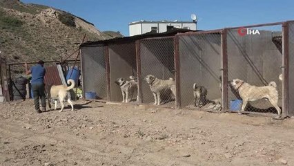 Kangal köpeği yetiştiricisi: " 'Ben üreticiyim' diyen herkesin suç kayıtlarına bakılsın"