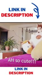 Smart & Cute Husky  Grabbing His Doll to Bed❤❤