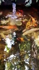 My Koi Fish