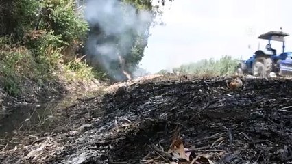 ADANA - Çukurova'da anız yangınlarıyla mücadele sonuç veriyor